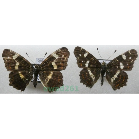 Araschnia levana (Linnaeus, 1758) pair form Czech96a